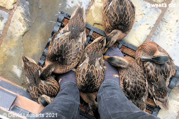 Mallard Duck They really like my socks! 10:36am 3rd June 2021