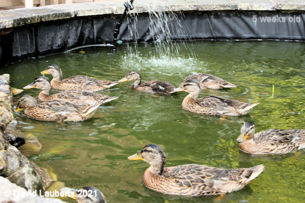 Mallard Duck Fountain with Baby looking small amoungst his siblings 3:11pm 3rd June 2021