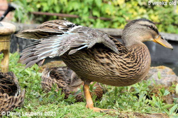 Mallard Duck Displaying a fine set of Pin feathers 4:08pm 3rd June 2021