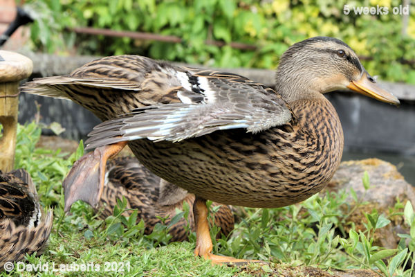 Mallard Duck Legs to thick for Ballet 4:08pm 3rd June 2021