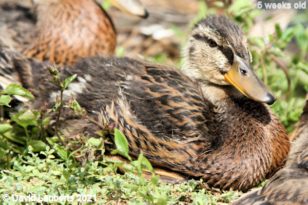 Mallard Duck Baby's shoulders feathers 4:15pm 3rd June 2021