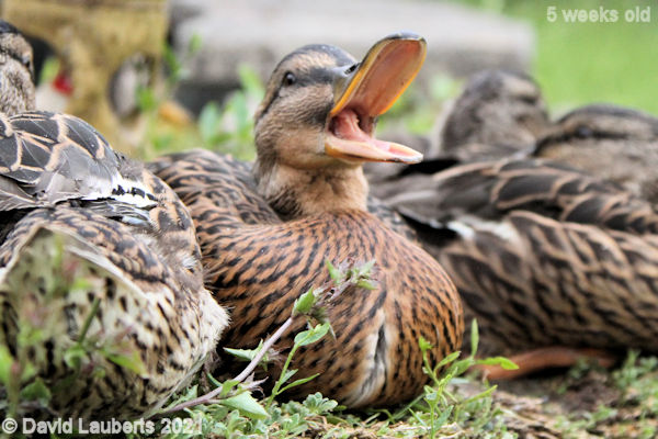 Mallard Duck Lets make some noise! 2:56pm 4th June 2021