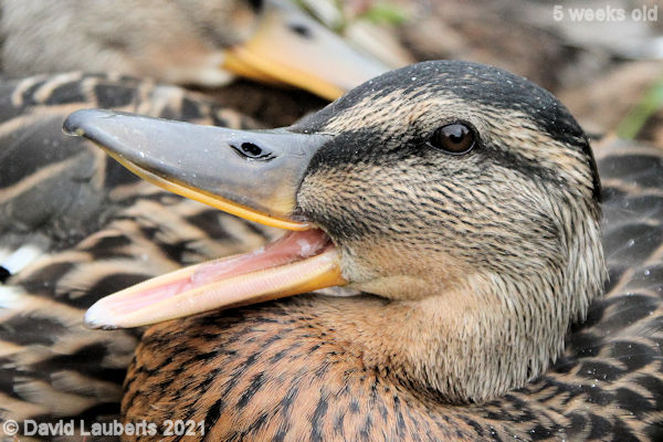 Mallard Duck Bill serations 2:58pm 4th June 2021