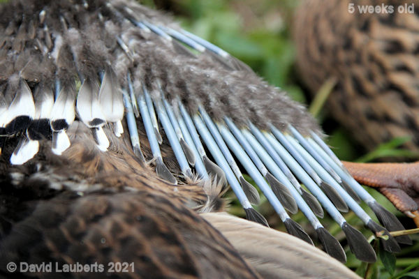 Mallard Duck Primary flight feathers growing nicely 2:59pm 4th June 2021
