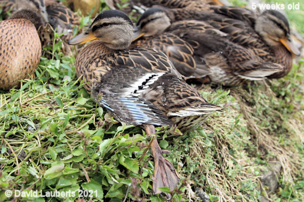 Mallard Duck Nothing like a stretch! 3:09pm 4th June 2021