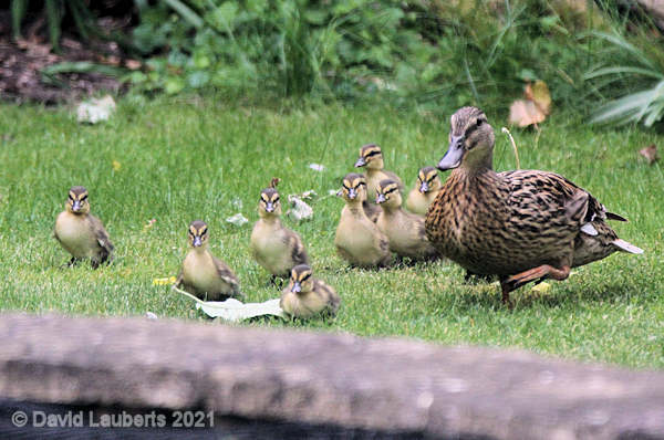 Mallard Duck Jemima heading to pond Duck visit 17th May 2020