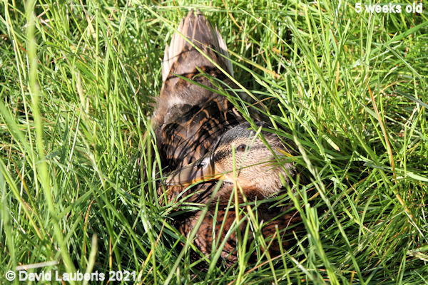 Mallard Duck Bet you can't see me! 6:00pm 4th June 2021