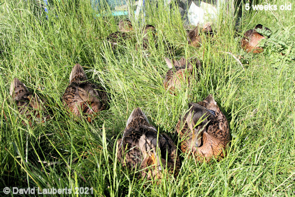 Mallard Duck If we hid they won't put us in the shed! 6:02pm 4th June 2021