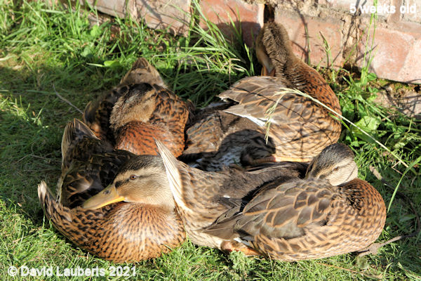 Mallard Duck Can't beat the evening sun 7:21pm 4th June 2021
