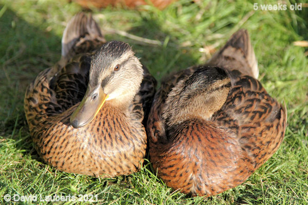 Mallard Duck My mate can't keep his eyes open 7:25pm 4th June 2021