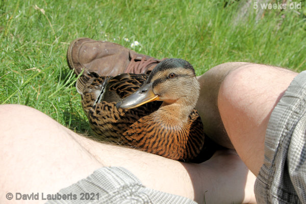 Mallard Duck Me and my mate 11:48am 5th June 2021
