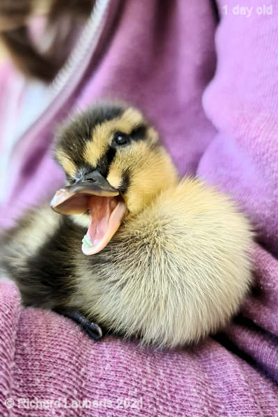 Mallard Duck Now this is a duckling 25th April 2021