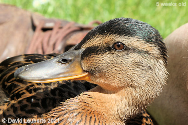 Mallard Duck Nice view of ear coverts 11:48am 4th June 2021