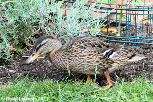 Mallard Duck Looking for something tasty 4:25pm 5th June 2021