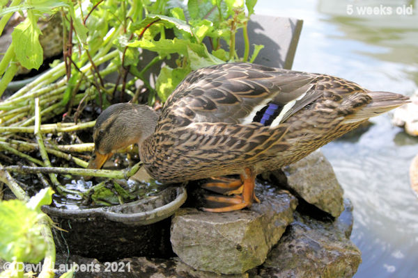 Mallard Duck What tasty treats are in here? 4:28pm 5th June 2021