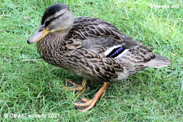 Mallard Duck Looking like a proper duck! 5:35pm 5th June 2021