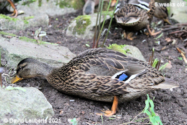 Mallard Duck Some lovely stuff in here 5:08pm 6th June 2021