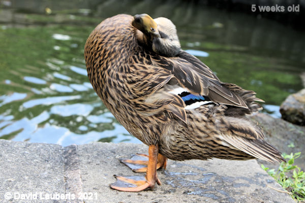 Mallard Duck Got an itch 5:51pm 6th June 2021