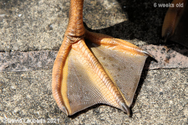 Mallard Duck Nice webbing 12:12pm 7th June 2021