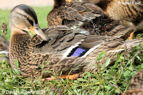 Mallard Duck Look at my feathers 4:54pm 7th June 2021