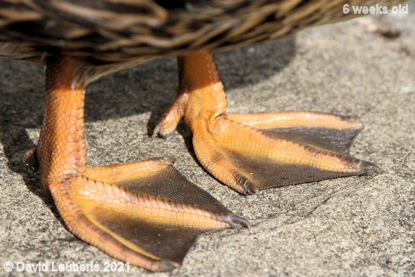 Mallard Duck Duck feet 4:56pm 7th June 2021