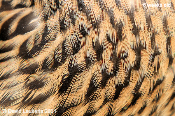 Mallard Duck Chest feather detail 4:56pm 7th June 2021