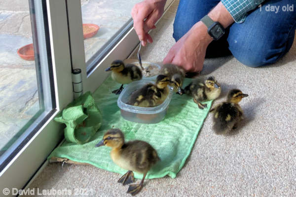 Mallard Duck Waiting to get their oats 9:42am 25th April 2021
