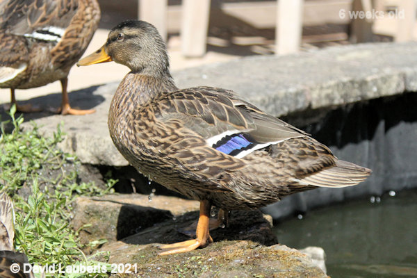 Mallard Duck Speculum getting larger 2:08pm 8th June 2021