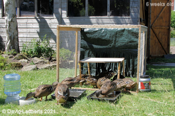 Mallard Duck Open enclosure 11:50am 9th June 2021