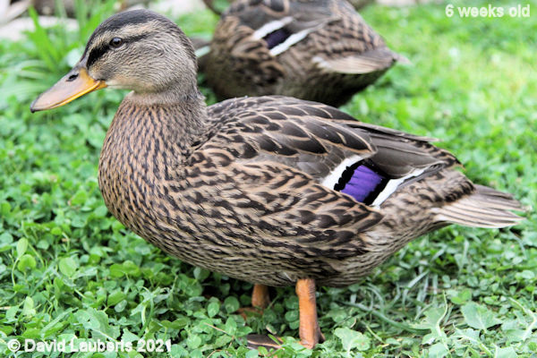 Mallard Duck Growing in stature 4:59pm 9th June 2021