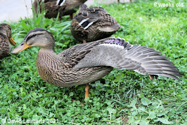 Mallard Duck Ballet in the clover 4:59pm 9th June 2021