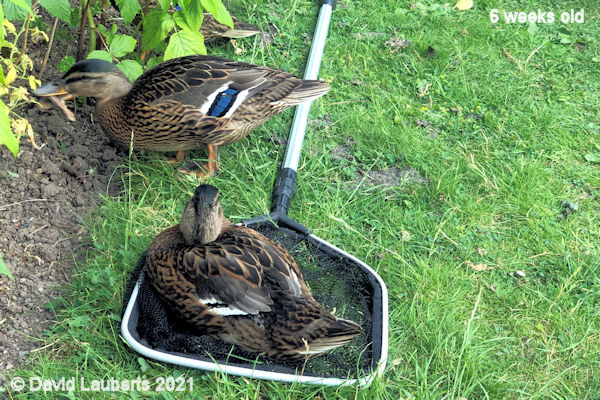 Mallard Duck Been netted 7:03pm 9th June 2021