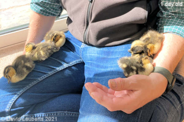 Mallard Duck Having a mid morning snooze 10:17am 25th April 2021