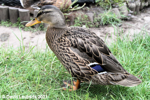 Mallard Duck 'Speculum' growth! 4:44pm 10th June 2021
