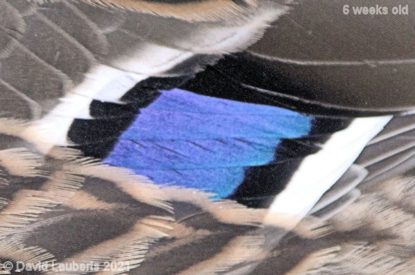 Mallard Duck Speculum with white border extending over Tertial feathers 4:02pm 11th June 2021