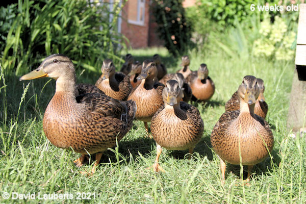 Mallard Duck Little scamps having a run 5:54pm 12th June 2021