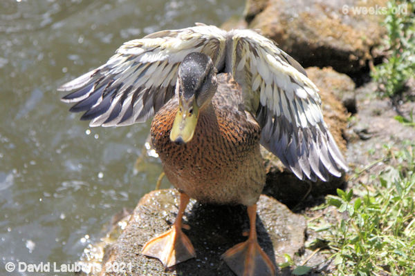 Mallard Duck Like my cowl? 12:29pm 13th June 2021