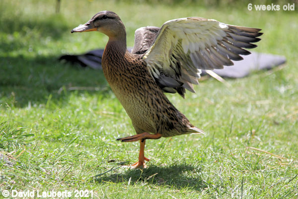 Mallard Duck Hopping don't help 12:44pm 13th June 2021