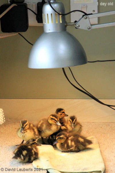 Mallard Duck Time to dry under the lamp 11:54am 25th April 2021