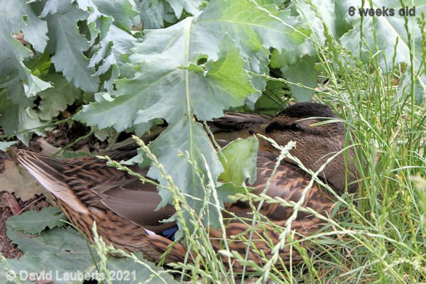 Mallard Duck Camouflage king 2:59pm 13th June 2021