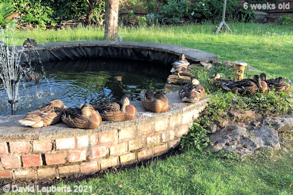 Mallard Duck Basking in the evening sun 7:58pm 13th June 2021