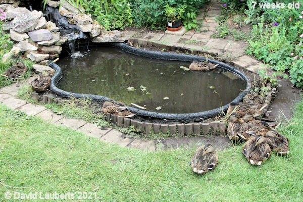 Mallard Duck Peace at the pond 4:11pm 14th June 2021