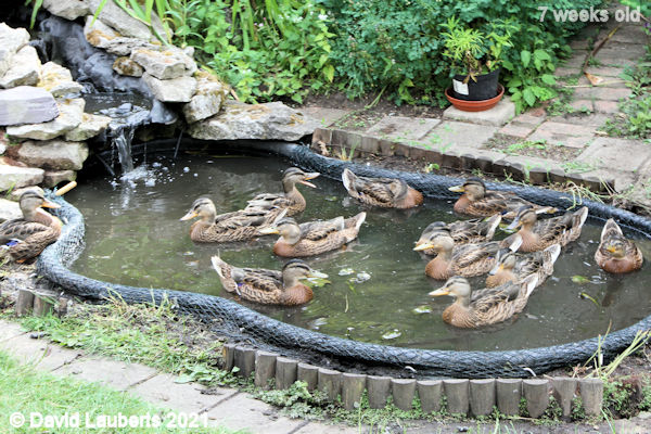 Mallard Duck Pond looking a little small now 5:01pm 14th June 2021