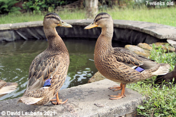 Mallard Duck Brother and sister 5:41pm 14th June 2021