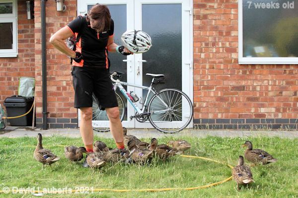 Mallard Duck Whose up for a ride then? 5:42pm 14th June 2021