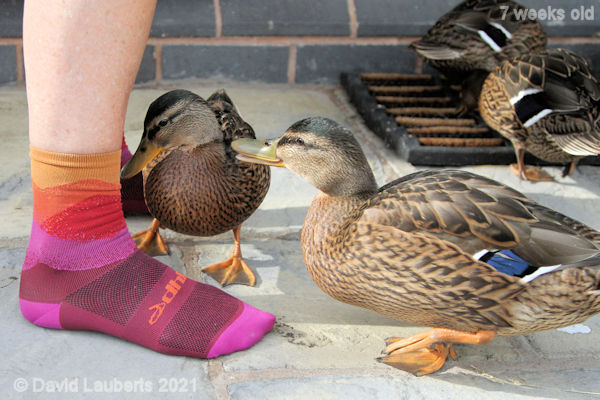 Mallard Duck Ugh! Smelly feet! 5:47pm 14th June 2021