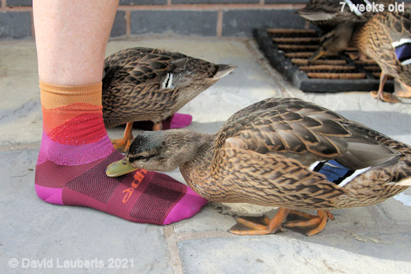 Mallard Duck Nice socks 5:47pm 14th June 2021