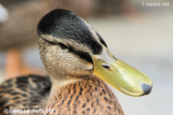 Mallard Duck Having a think 5:52pm 14th June 2021