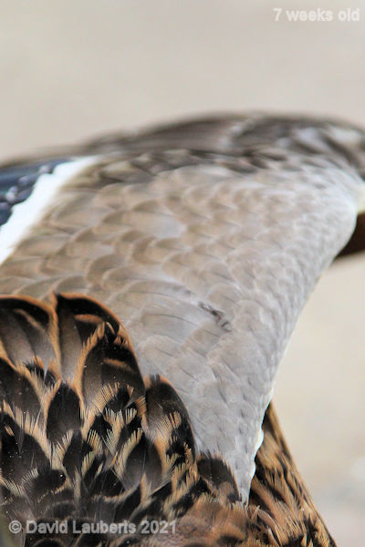 Mallard Duck Wing coverts 5:52pm 14th June 2021