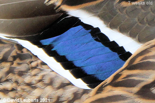 Mallard Duck Lovely colours 5:53pm 14th June 2021